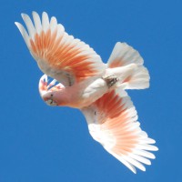 /album/venta-de-mascotas-exoticas/cacatua-1-jpg/
